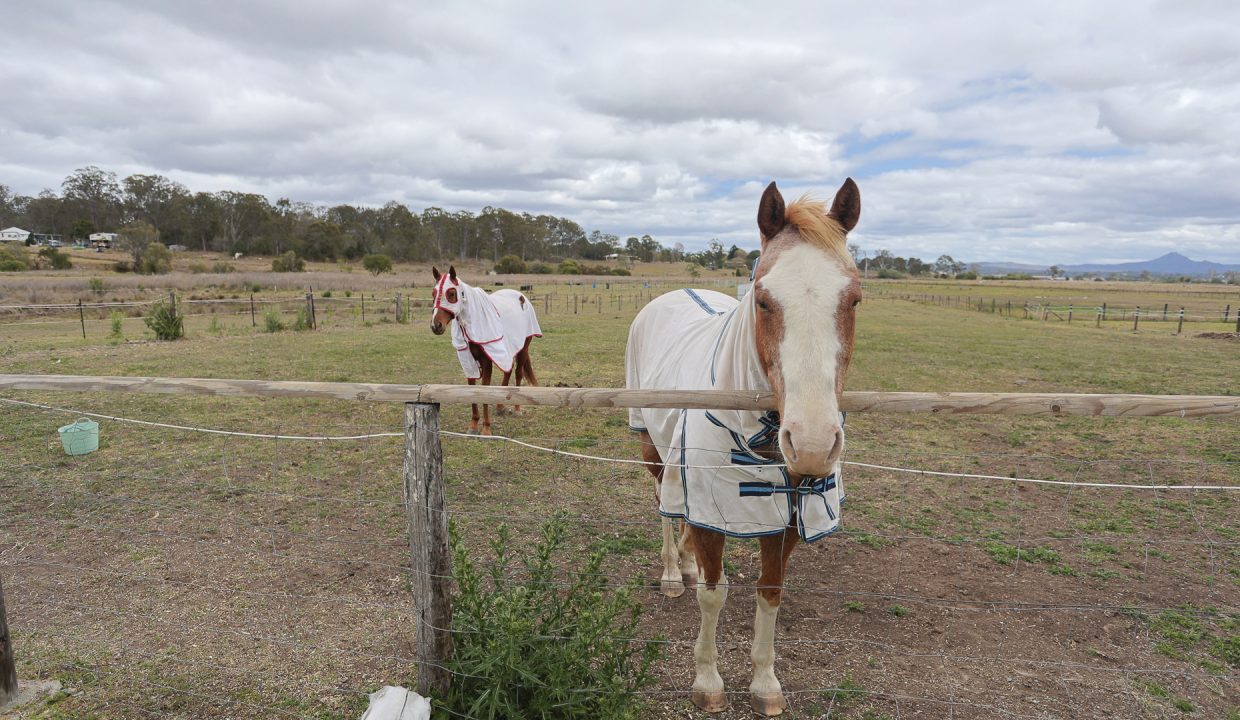 Ground Rear 3 Veresdale 42 Malabar Land Horse